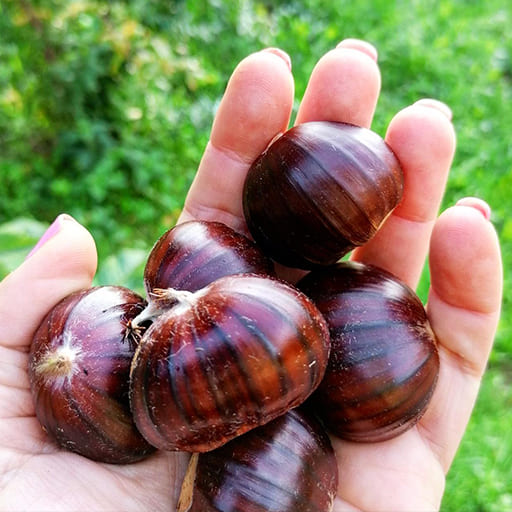 castagne Agriturismo Cà Dulza